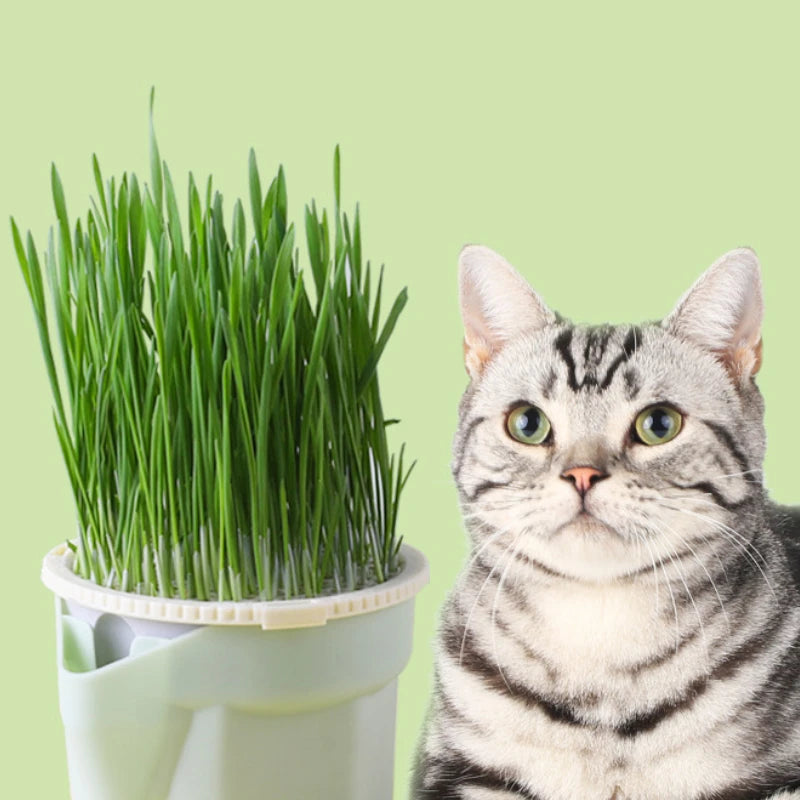 Cat Grass Cup
